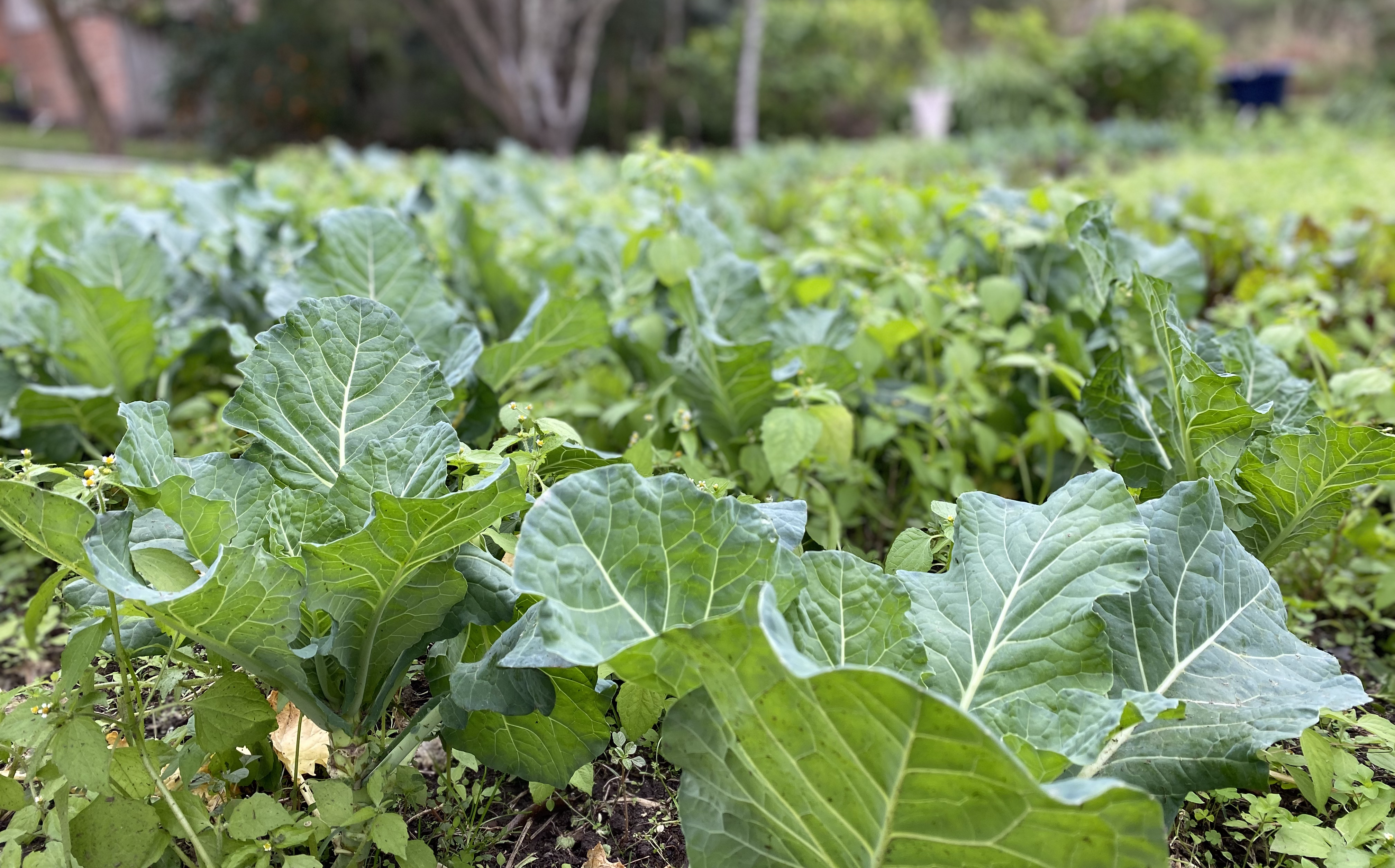 10 benefícios da agricultura orgânica