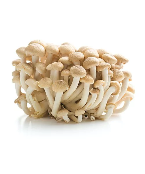 Cogumelo Shitake (In Natura) 200g