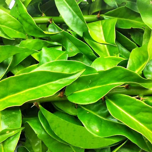 Ora-pro-nóbis: O Super Alimento de Nutrientes e Benefícios
